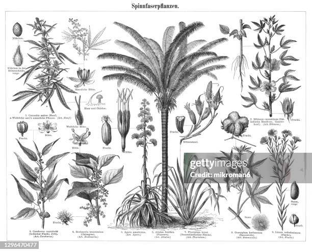 old engraved illustration of plants for textile fibers - flax plant stock pictures, royalty-free photos & images