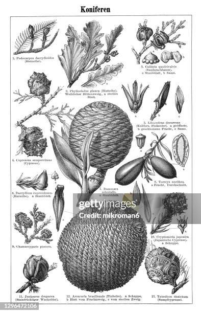 old engraved illustration of conifer cones - cypress tree illustration stock pictures, royalty-free photos & images