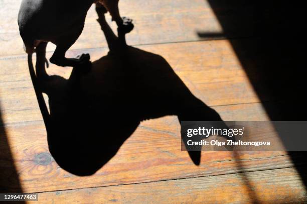 cat at home. shadow of a sphinx cat on the floor. silhouette of a cat with big ears. - 猫 影 ストックフォトと画像