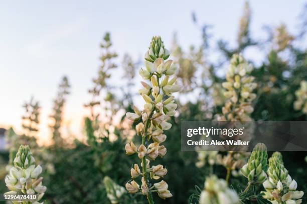 group of wild white "russell" type lupins plants - lupin stock pictures, royalty-free photos & images