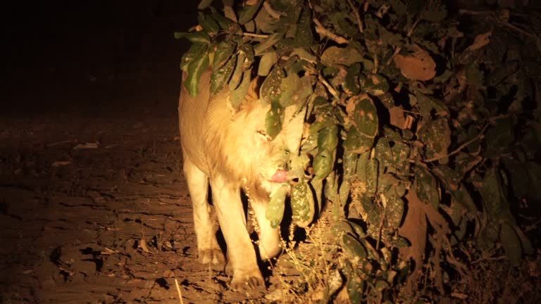 879 Lion At Night Stock Videos Footage 4K Video Clips Getty Images 879-lion-at-night-stock-videos-footage-4k-video-clips-getty-images