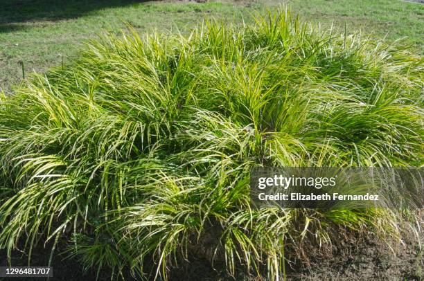 carex montana, also called mountain or soft-leaved sedge - sedge stock pictures, royalty-free photos & images