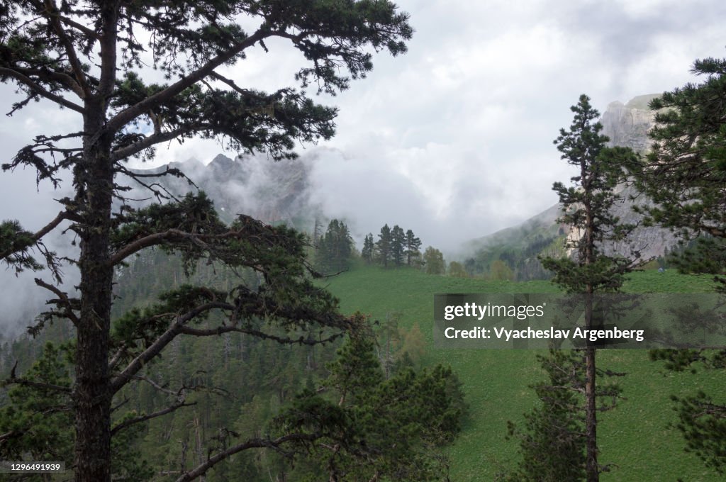 Beautiful view in the wilderness, mountain scenery of Shisha Valley, pine woodlands of Caucasus Mountains