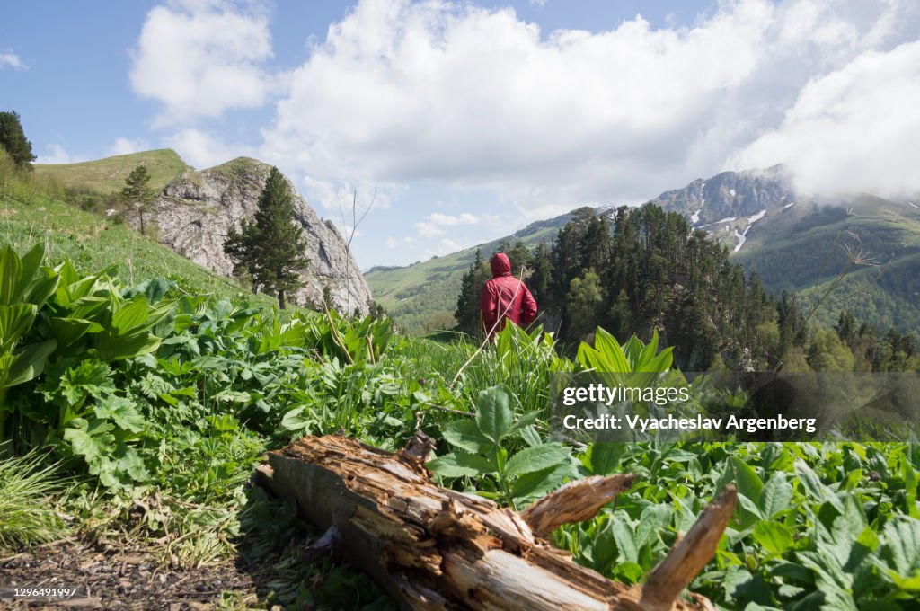 Meadows in Shisha Valley, Adygea, Caucasus Mountains