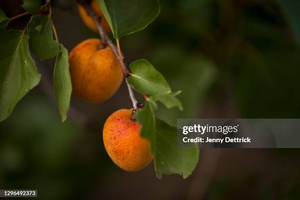 apricots - apricot tree stock pictures, royalty-free photos & images