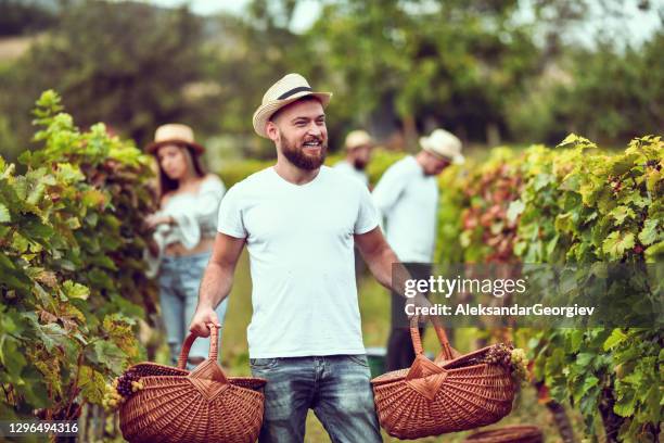 male carrying two baskets of freshly harvested grapes - 18 23 months stock pictures, royalty-free photos & images