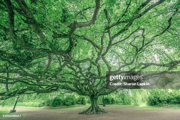 magnificent ancient tree - haltbarkeit stock-fotos und bilder