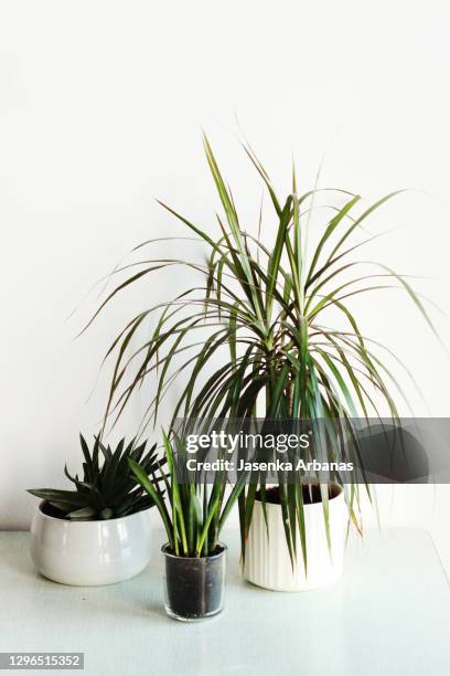 dracena and succulents on the table - dracaena stockfoto's en -beelden