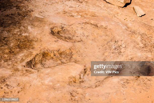 Well-preserved allosaurus dinosaur track in the sandstone of Buckhorn Wash in the San Rafael Swell, Utah..