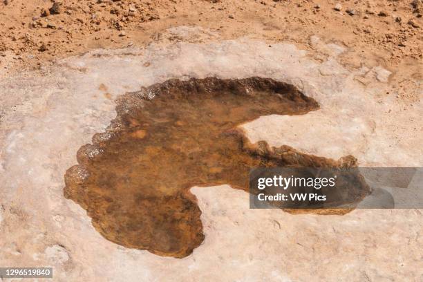 Well-preserved allosaurus dinosaur track in the sandstone of Buckhorn Wash in the San Rafael Swell, Utah..