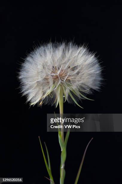 The seedhead of the Yellow Salsify or Goatsbeard in Grand Teton National Park in Wyoming, USA..