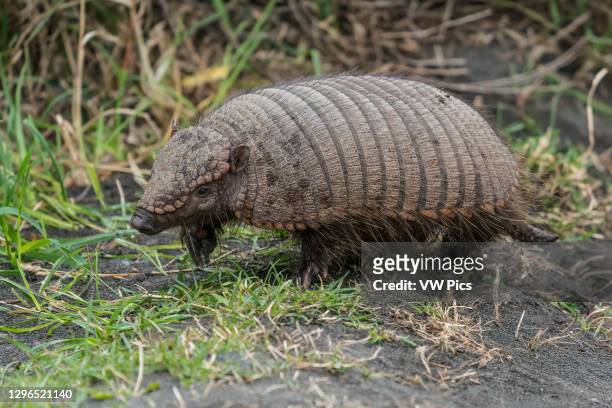 376 Armadillo South America Photos and Premium High Res Pictures - Getty  Images