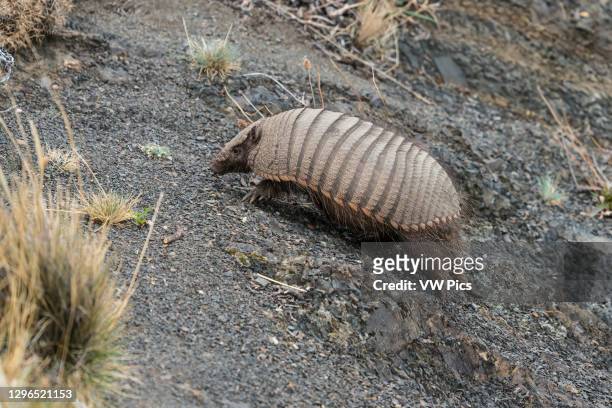 The Big Hairy Armadillo, Chaetophractus villosus, is the largest and most numerous of the armadillo species in South America. Torres del Paine...