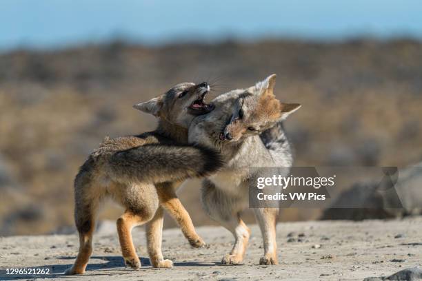 The South American Gray Fox, Lycalopex griseus, is also known as the chilla, the gray zorro or the Patagonia Fox. They are commonly found throughout...