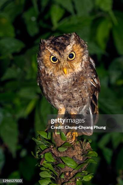 an mountain scops owl - endangered species bird stock pictures, royalty-free photos & images