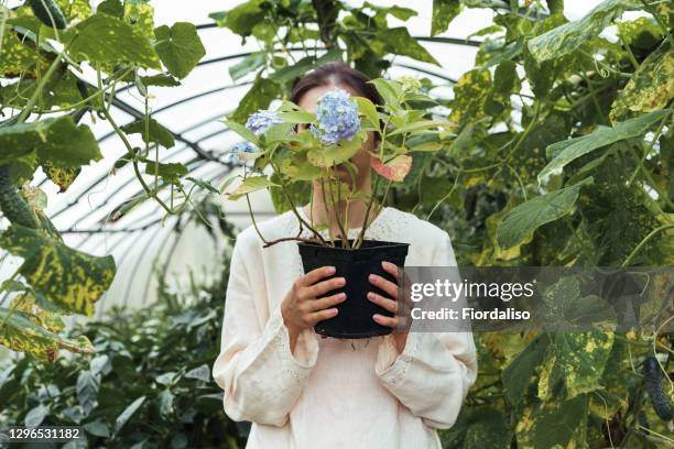 a young woman in a white dress holding a pot of seedlings of a flower in a greenhouse in front of an owl. summer plant transplant concept - skills gap stock pictures, royalty-free photos & images