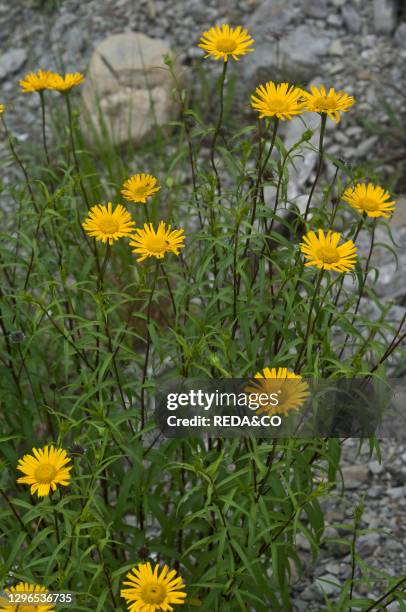Buphthalmum salicifolium flowers. Trebbia valley. Emilia Romagna. Italy.