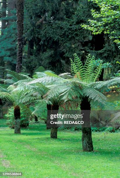 Dicksonia antarctica ferns. Pallanza. Italy.