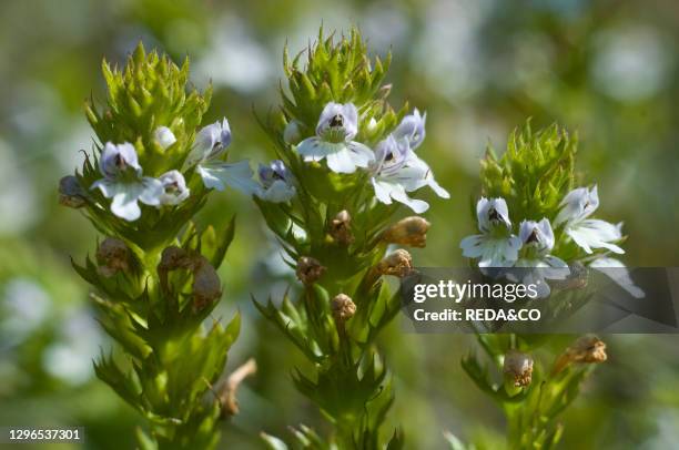 Euphrasia cisalpina flowers. Engadine national park. Switzerland.