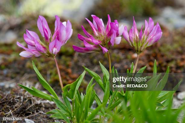 Trifolium alpinum flowers. Lemma mountan. Lombardy. Italy.