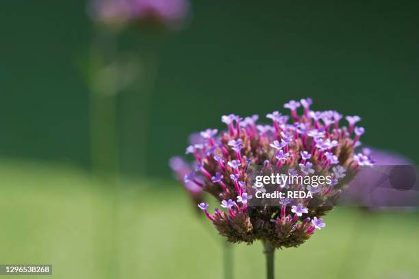 Verbena bonariensis. Purpletop Vervain flowers. Bergamo. Lombardy. Italy.