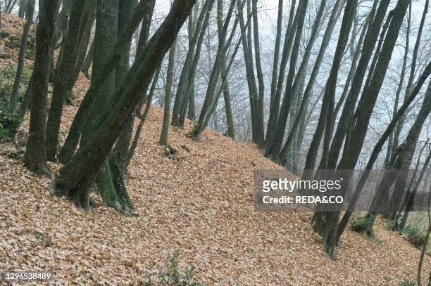 White oak wood. Rena mount. Lombardy. Italy.
