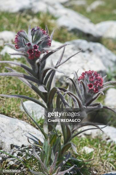 Cynoglossum magellense flowers. Sibillini mountains national park. Italy.
