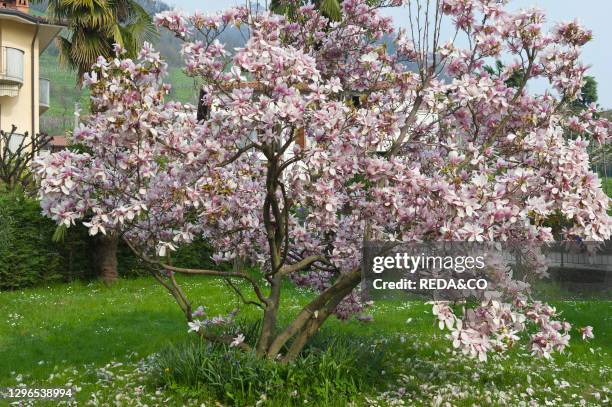 Magnolia soulangeana flowers. Berzo San Fermo. Lombardy. Italy.