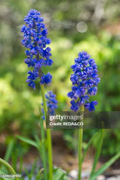 Muscari racemosum flowers. Cavaglia. Graubünden or Grisons Canton. Switzerland.