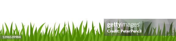 green grass seamless border pattern on white background. vector stock illustration - lawn care stock illustrations