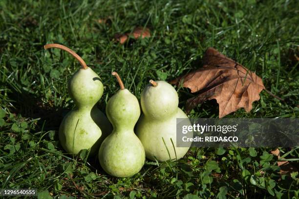 Cucurbita Lagenaria. Pumpkin named "Bottiglia piccola". It can grow up to 1 Kg.