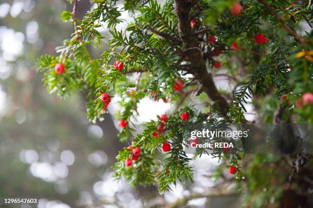 Taxus Baccata. Talana. Sardinia. Italy. Europe.