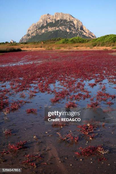 Landscape. Tavolara island. Loiri Porto San Paolo. Sardinia. Italy.