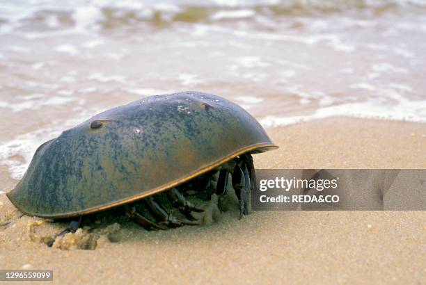 Horseshoe crab. Cape may. USA.