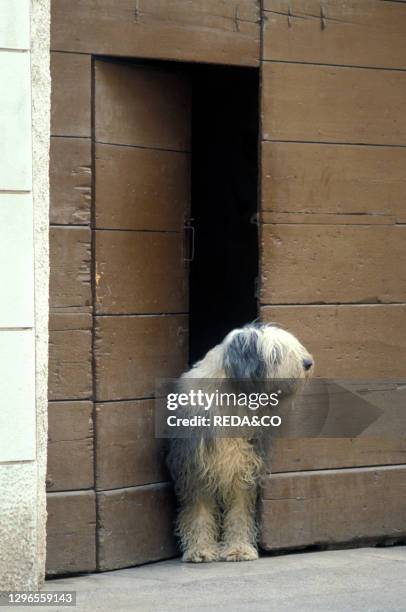 Bobtail dog. Pianengo. Italy.