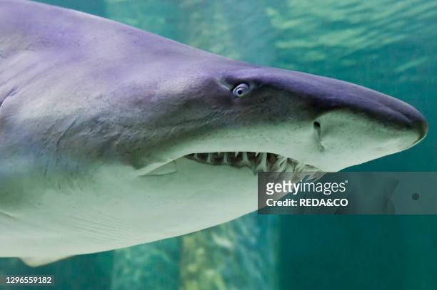 Sand tiger shark. Aquarium. Cattolica. Emilia Romagna. Italy.
