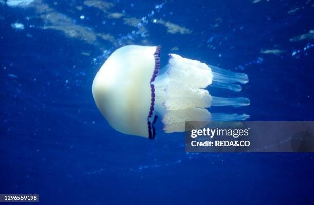 Jellyfish. Tavolara island. Loiri Porto San Paolo. Sardinia. Italy.