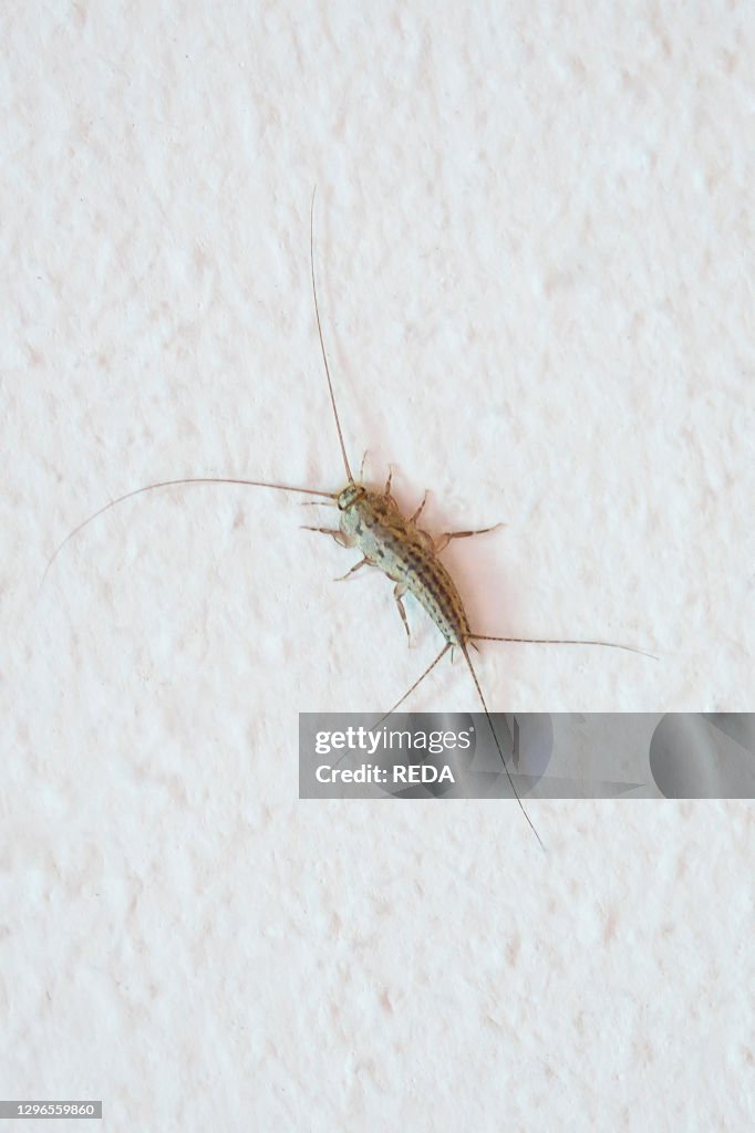 Firebrat insect. Alzano Lombardo. Lombardy. Italy