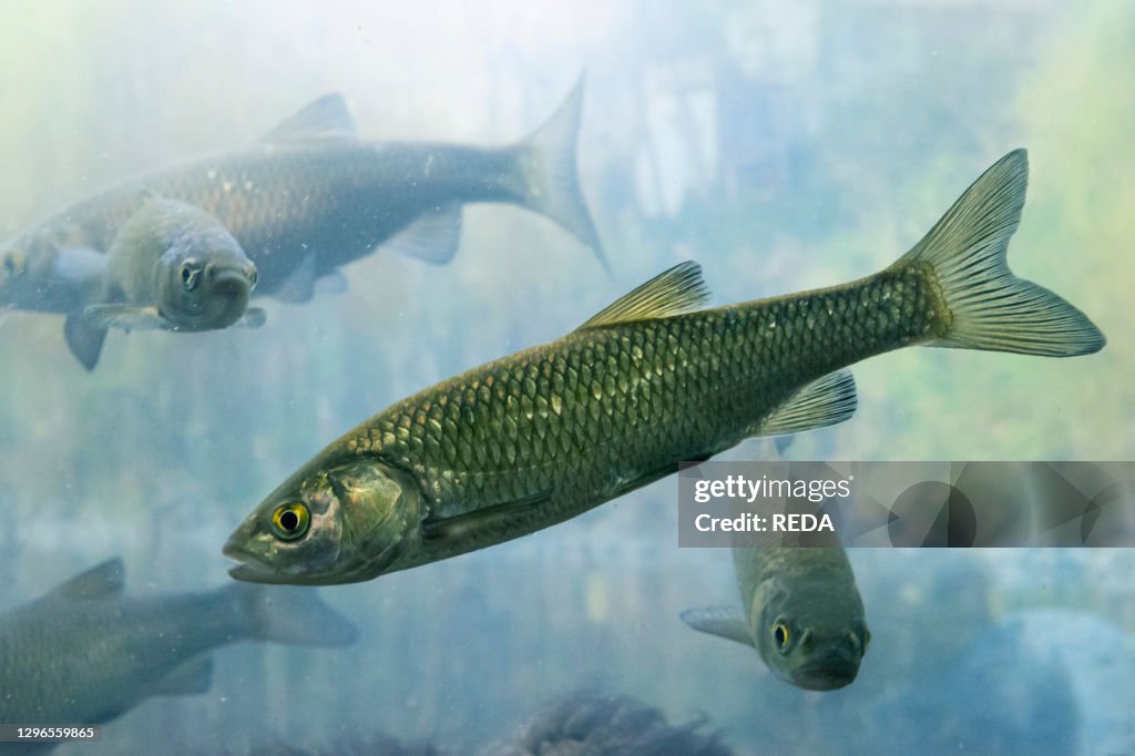 Grotte di oliero park: trout. valstagna. italy