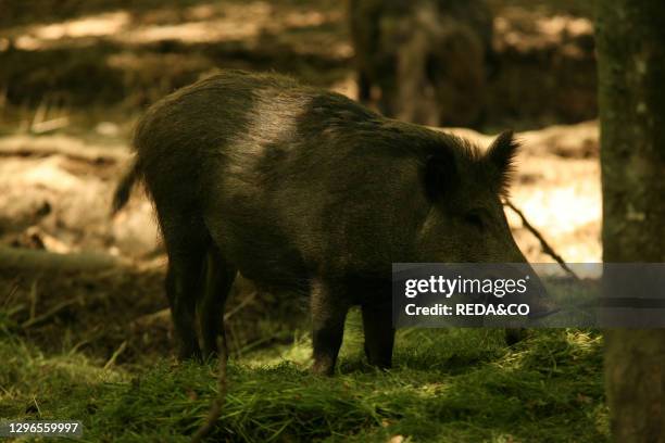 Wild boar mammal animal .