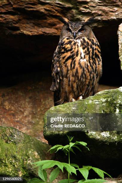 Bird of prey nocturnal owl .