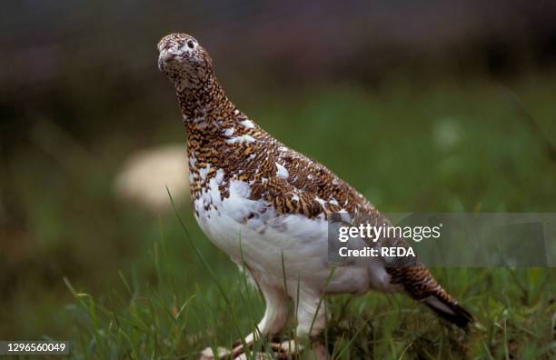 Ptarmigans. Val di Rabbi. Trentino Alto Adige. Italy.