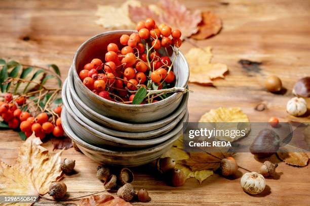 Autumn fall seasonal composition with stack of ceramic bowls. Yellow maple leaves. Rowan berries. Chestnuts and decorative pumpkins over wooden...