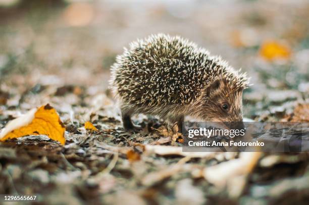 hedgehog in the autumn forest - egel stockfoto's en -beelden