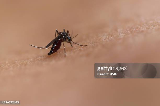 Bite by an Aedes mosquito. This species can transmit diseases such as chikungunya, dengue, and Zika. Credit: NIAID