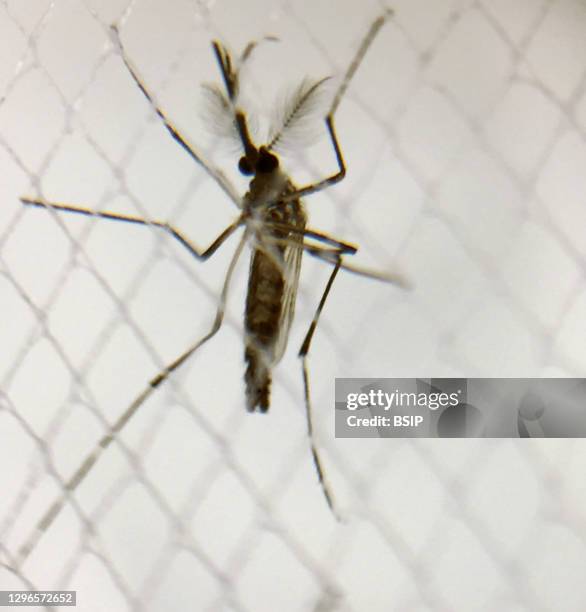 Male Aedes aegypti mosquito. Credit: NIAID