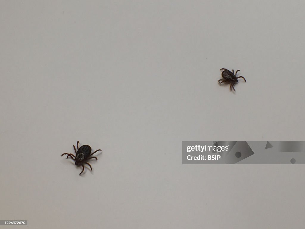 Adult dog ticks
