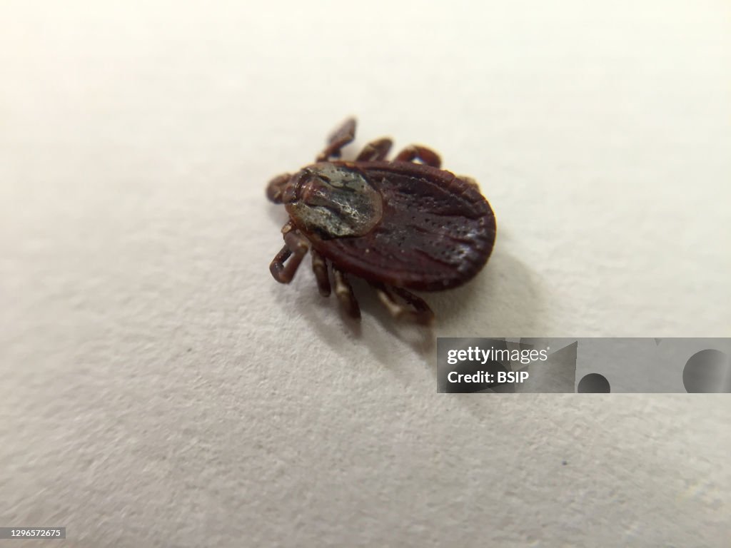 Adult dog tick