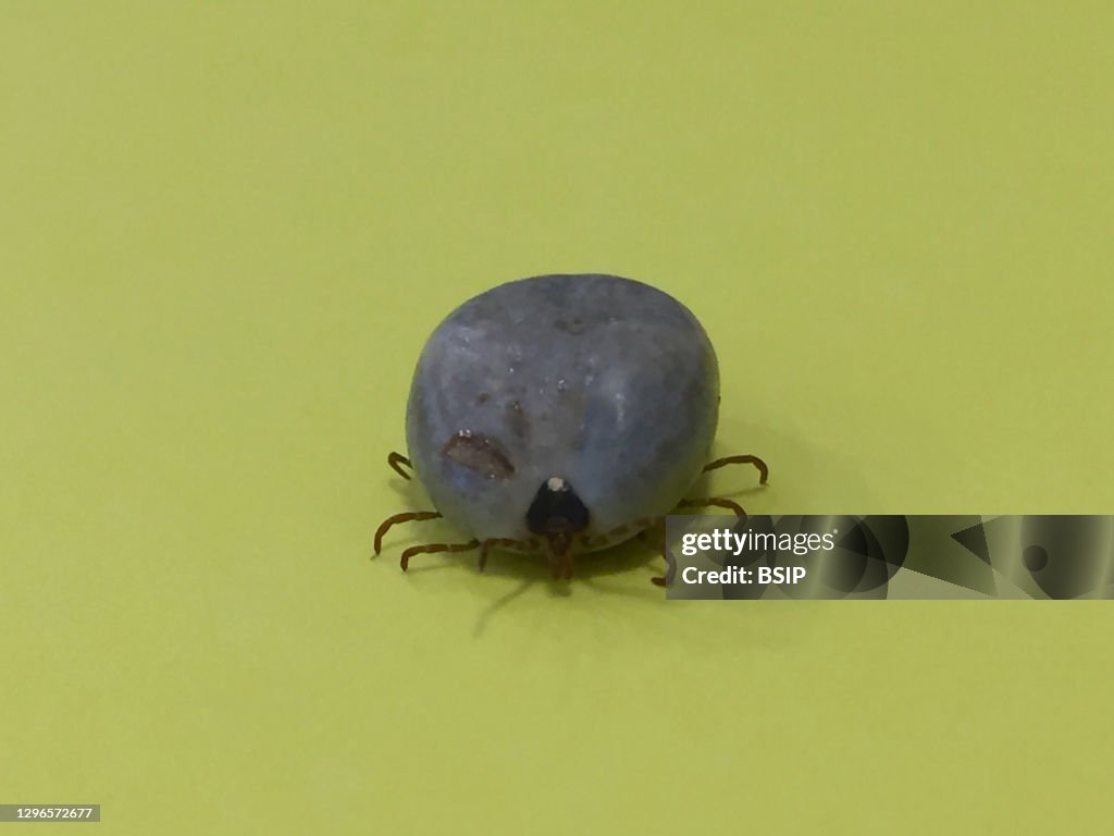 Engorged adult lone star tick
