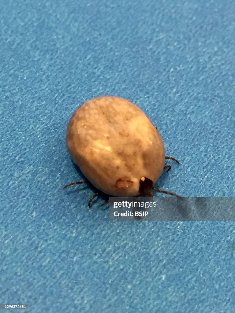 Engorged adult lone star tick